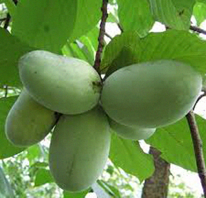 paw paw fruit