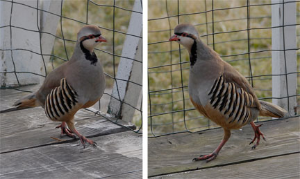 female chukar